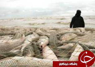 دستگیری متخلفان صيد ماهی در اندیکا