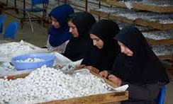 ضرورت توجه به اشتغال زنان در توسعه روستایی