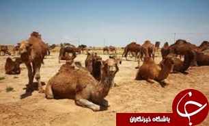 فوری/ حفاظت پناهگاههای سیستان و بلوچستان از چرای بی رویه دام