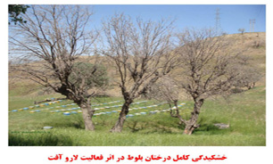 حشره های برگ خوار بلای جان جنگل های مازندران