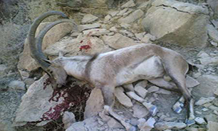 کشف لاشه یک راس کل وحشی در بروجرد