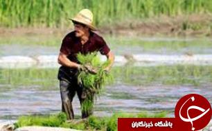 کمبود آب و کشت برنج در باغملک