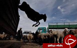 صادرات دام از خوزستان به کشورهای خلیج فارس