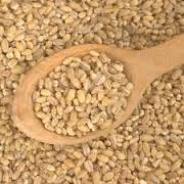 خرید2400 تن جو در آذربایجان غربی