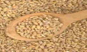 خرید2400 تن جو در آذربایجان غربی