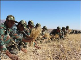 محصول گندم پدر شهید عابدینی در شهرستان زیرکوه خراسان جنوبی با همت بسیجیان برداشت شد