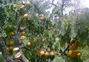 4 هزار تن زردآلو در کردستان خسارت دیدند
