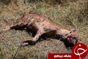 تصادف جاده ای جان کفتار را گرفت + تصاویر
