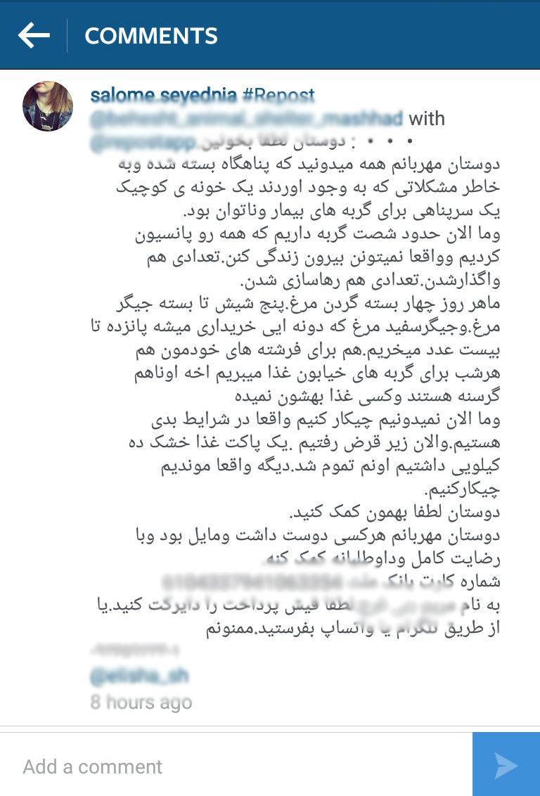 گربه هایی که خاطرشان برای سالومه عزیز است + تصاویر