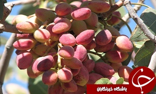آغاز برداشت پسته در دامغان