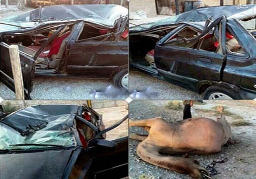 عاقبت پراید بعد از تصادف با شتر+ عکس