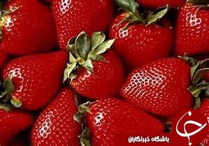 پایان برداشت توت فرنگی در گیلان