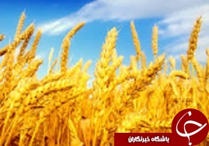 خریداری 215 هزار تن گندم از کشاورزان قزوینی