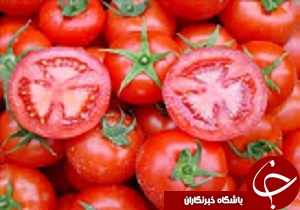 افزایش 50 درصدی عملکرد گوجه فرنگی در قزوین