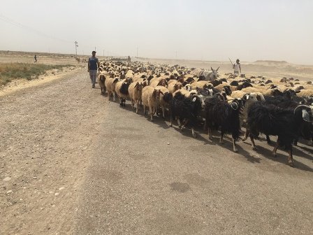 فرار خانواده های عراقی از جهنم سیاه داعش در جنوب کرکوک +تصاویر