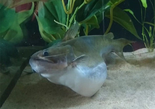 بلعیدن یکباره ماهی بزرگ توسط یک گربه ماهی+ عکس
