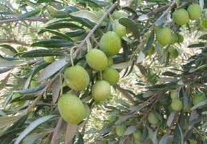 برداشت زيتون در روبار