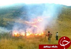 350 هکتار از مراتع و جنگل های قزوین طعمه حریق شد
