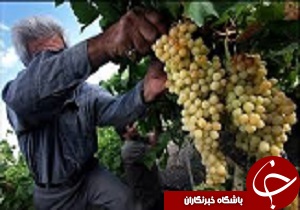 آغاز برداشت انگور از باغات اقبالیه قزوین