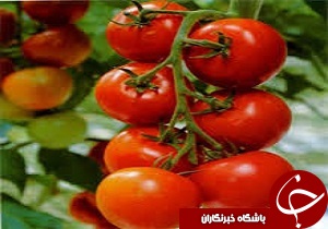 قزوین ظرفیت تولید سالانه بیش از ۸۰۰ هزار تن گوجه‌فرنگی دارد