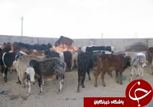 کشف گاو قاچاق در استان قزوین