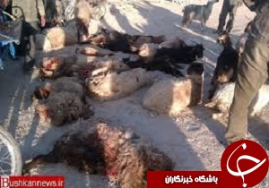 تلف و کشته شدن گوسفند در قزوین