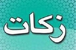 پلاک گذاری بیش از هزار اصله درخت در جنوب کرمان