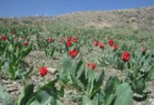 آبشاری ییلاقی در خراسان جنوبی