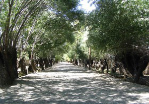 بازی رنگ ها در باغستان