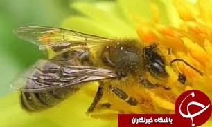 زنبور تریکو گرامابرای مبارزه بیولوژیک در انارستان های سرخه رها شد