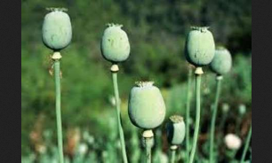 برگزاری کارگاه آموزشی پیشگیری از اعتیاد در شهرستان مهاباد