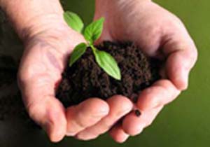 اجرای طرح یک یاد یک درخت در سرگز احمدی