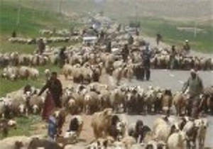افزایش 25 هزار تنی تولید گوشت در جامعه عشایر