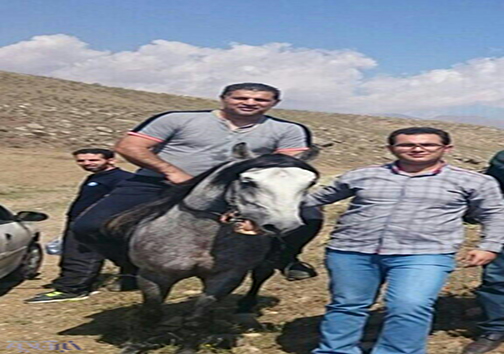 سوارکاری علی دایی