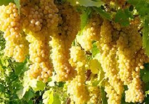پیش بینی 95 هزار تن انگور از تاکستان های کردستان