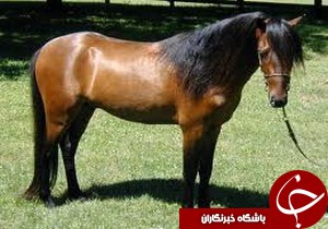 آغاز جشنواره سه روزه اسب کاسپین در رشت