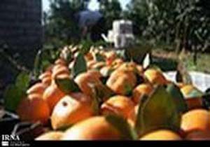 شپشک بلای جان مرکبات مازندران