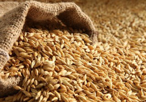 خرید تضمینی 31 هزار تن جو در استان اصفهان