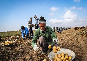 آغاز برداشت سیب زمینی از مزارع استان اردبیل