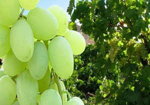 برداشت انگور از باغات چهارمحال و بختياری