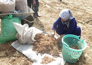 کاشت محصول  زعفران توسط بانوی دهگلانی