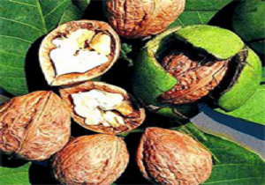 یش‌بینی تولید17 هزار تن گردو در کردستان
