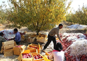 چه محصولاتی از گرمای هوا آسیب دیدند؟
