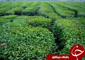 خرید تضمینی بیش از 67 هزار تن برگ سبز چای