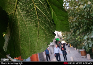 حمله مگس‌های سفید به تهران