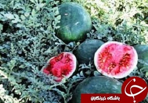 برداشت هندوانه دیم از مزارع کشاورزی