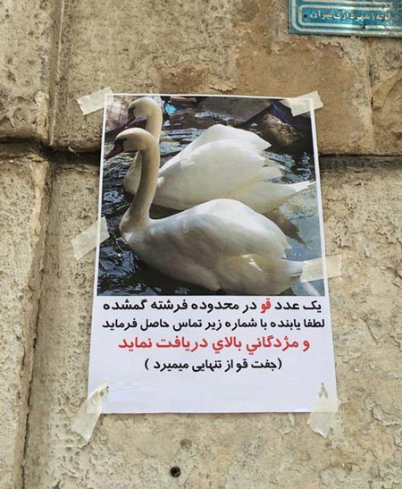 یک گمشده متفاوت در شمال تهران! +عکس