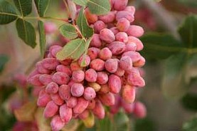 پسته تازه را با پوست بخورید!
