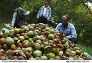 آغاز برداشت گردو در خراسان جنوبی