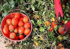 اجرای طرح الگوی کشت در ۵۰ هزار هکتار زمین زراعی هرمزگان